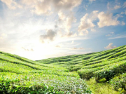 南方水泵的動(dòng)力大小直接關(guān)系著用水結(jié)果